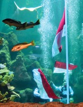 غواصون يلوحون بالأعلام الوطنية خلال حفل تحت الماء في متنزه سيوورلد أنكول الترفيهي للاحتفال بالذكرى الـ 75 لاستقلال إندونيسيا في جاكرتا.   ا ف ب