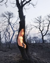 النيران تتصاعد من شجرة خلال حريق هائل في ماندرا ، اليونان. (رويترز)