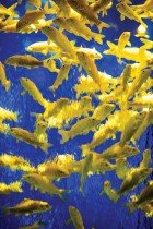 سمكة ذهبية في معرض مائي بعنوان «غابة السمك الذهبي» خلال معاينة صحفية لمعرض آرت أكواريوم 2020 الذي يضم 30 ألف سمكة ذهبية في طوكيو. ا ف ب