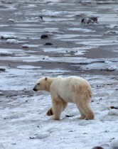 ذكر دب قطبي صغير يستمتع بعودة الجليد البحري في منطقة إدارة الحياة البرية في تشرشل، مانيتوبا ، كندا. رويترز