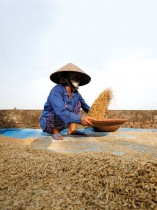 مزارع يحصد أرزًا في حقل أرز خارج هانوي ، فيتنام - رويترز