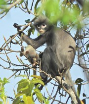 اكتشاف نوع جديد من القرود يسمى «بوبا لانجور» يسكن الشجر ويتميز بالرشاقة والشعر الرمادي الكثيف ويعيش في غابات وسط ميانمار. ا ف ب