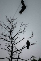 طائر الغراب يقف على شجرة بينما يطير غراب آخر خلال هطول الأمطار الموسمية في نيودلهي. ا ف ب