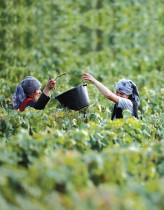 عاملتان تجمعان العنب في مزرعة في تايتنجر أثناء الحصاد التقليدي في بييري، بالقرب من إبيرناي، فرنسا.  رويترز
