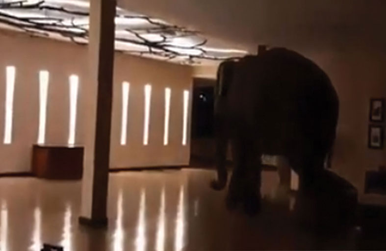 فيل ضخم داخل بهو فندق 