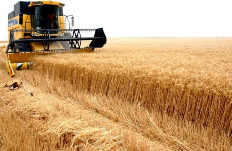 موسم ناجح لزراعة القمح في السودان  يمنح الامل بقرب تحقيق الاكتفاء الذاتي