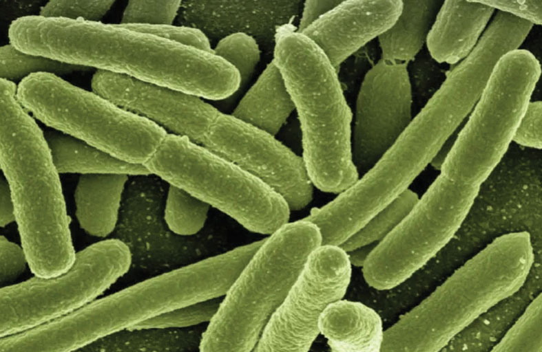 بكتيريا بأمعائك قد تعزز قوتك العضلية