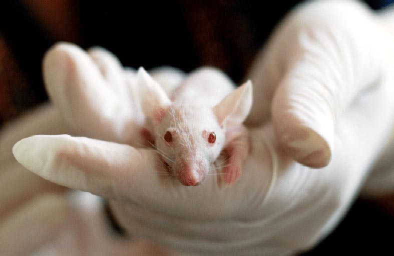 دراسة حديثة على الفئران قد تساعد في تفسير مرض عقلي لدى البشر!