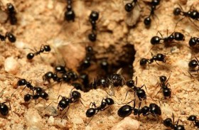 علماء يكشفون كيف يتغير دور النملة داخل المستعمرة