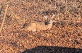 «غزالة هائجة» تجتاح حياً سكنياً 