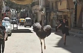 نعامة تقتحم شارعًا مزدحمًا