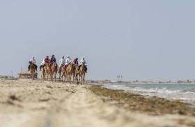 انطلاق النسخة الأطول في تاريخ «رحلة الهجن» من أبوظبي إلى دبي بمشاركة 29 متسابقا من 18 جنسية