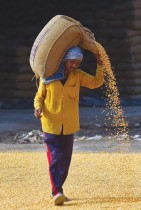 عامل يحمل كيسًا من حبوب الذرة في سوق حبوب بالجملة في جالاندهار.  ا ف ب