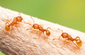 بحجم حبة رمل.. النملة الكهربائية «المزعجة» تُذهل العلماء