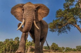 باحثون يحاولون فك طلاسم لغة الإشارة لدى الفيلة