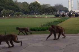 الهند: خطة للدفاع عن ترامب من هجمات القرود...!
