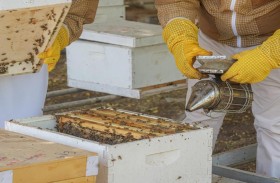 أبوظبي للزراعة.. جهود مستدامة لدعم  مربي النحل وتطوير سلالات العسل الإماراتية
