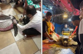 إنقاذ سلحفاة بحرية نادرة في بورسعيد 