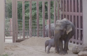 أمها تخلّت عنها.. فيلة صغيرة تشعل مواقع التواصل 