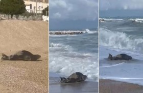 مكافأة 1000 يورو لحماية فقمة نادرة 