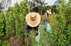  الحجر الصحي يوقف حملة تدمير محاصيل الكوكا في بوليفيا