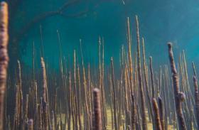 علماء جامعة نيويورك أبوظبي يدرسون الاتجاهات البحثية حول أشجار القرم بالمنطقة ويحددون مجالات الأبحاث المستقبلية