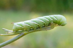 اكتشاف مذهل.. يرقة دودة التبغ تسمع دون آذان