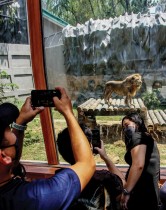 زوار يلتقطون صورا مع أسد في حظيرته بحديقة حيوان مانيلا .ا ف ب