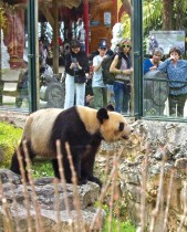زوار ينظرون إلى ذكر الباندا يوان منغ الذي يقف داخل حظيره في حديقة حيوان بوفال وسط فرنسا حيث سيغادر إلى الصين في 4 يوليو. (ا ف ب)