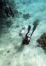 غواصون يسبحون بين قناديل البحر بالقرب من الشعاب المرجانية المبهرة قبالة ساحل منتجع الغردقة المطل على البحر الأحمر في مصر (أ ف ب)