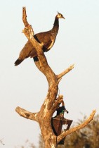 طاووس يقف على شجرة في ولاية راجاستان الصحراوية في الهند. ا ف ب