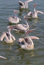 طيور البجع تسبح قبالة سواحل محافظة الحديدة الغربية في اليمن (ا ف ب)