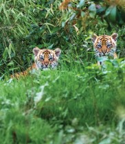 «أليف ورايا» ، اثنتين من إناث نمر سومطرة مهددتين بشدة بالانقراض، وهما تخرجان من عرينهما لأول مرة، في حديقة حيوان تشيستر، بريطانيا. رويترز
