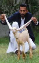 المربي محمد حسن ناريجو يجلس ممسكا أذني الماعز الصغيرة سيمبا ، ذات الأذنين الطويلتين بشكل قياسي خلال مقابلة مع وكالة فرانس برس في كراتشي باكستان.  ا ف ب