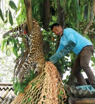 مسؤول غابة يزيل نمرًا مستلقياً على شجرة بعد أن وصل إلى منطقة سكنية في جواهاتي بالهند - ا ف ب