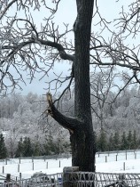 مناظر طبيعية خلابة وسط عاصفة جليدية، في Apple Hill ، أونتاريو ، كندا.   رويترز