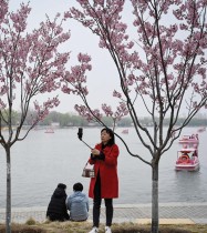 امرأة تلتقط صورة سيلفي تحت أزهار الكرز في حديقة يويوانتان في بكين  - ا ف ب