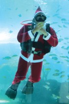 غواص يرتدي زي بابا نويل يسبح مع الأسماك في حوض مائي بمطعم كورال في جزيرة بالي الإندونيسية - ا ف ب 