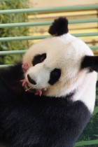 الباندا العملاقة هوان هوان ، وتعني «سعيد» بالصينية ، تنقل ديسمها بعد أن ولدت توأمين بصحة جيدة في حديقة حيوان بوفال في سان آينان سور شير ، وسط فرنسا.  ا ف ب