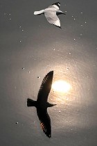 طيور النورس تحلق فوق مياه نهر يامونا في نيودلهي - ا ف ب