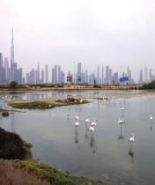 طيور النحام تتجمع في بركة من مياه الأمطار بالقرب من أبراج دبي وبرج خليفة، بعد هطول أمطار غزيرة في الإمارات. ا ف ب