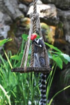 صغير الليمور يأكل فاكهة بطيخ مثلجة في حديقة حيوان روما حيث تلمس درجات الحرارة 40 درجة مئوية.  (ا ف ب)
