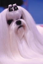 كلب مالطي  يتم تجهيزه وتزيينه للمشاركة في (معرض شنغهاي العالمي للكلاب) في شنغهاي  (أ ف ب)