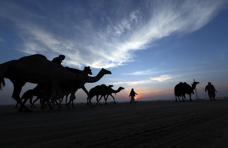 «مزاينة مدينة زايد» المحطة الثالثة في مهرجان الظفرة تنطلق اليوم 