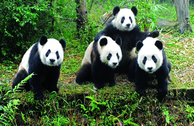 دراسة: كان لحيوان الباندا «إبهامان» 