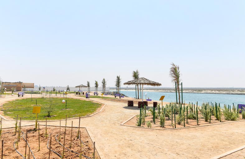 بلدية مدينة أبوظبي تنفذ مشروع حديقة النباتات الملحية التجريبية في الشهامة