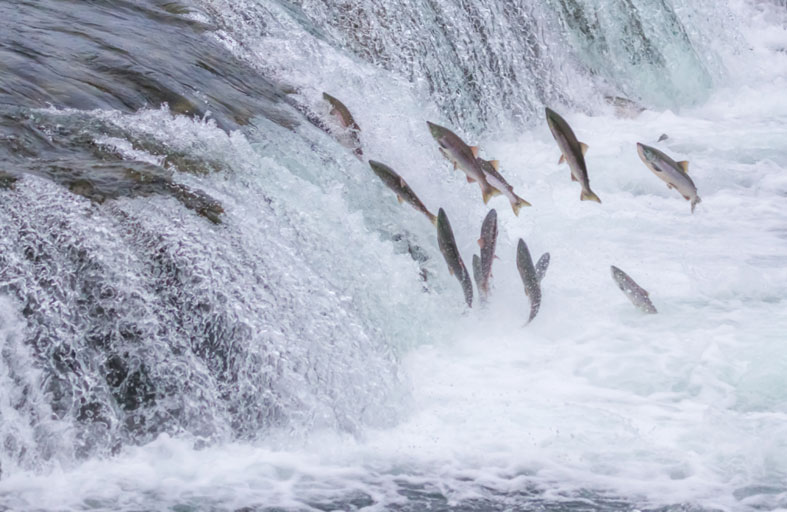 أمريكا تزيل السدود لإنقاذ أسماك السلمون