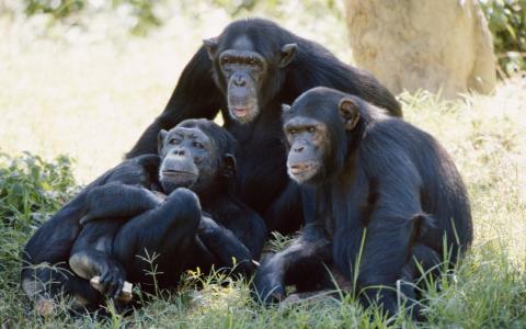 الشمبانزي تتمتع بحسّ العدالة 