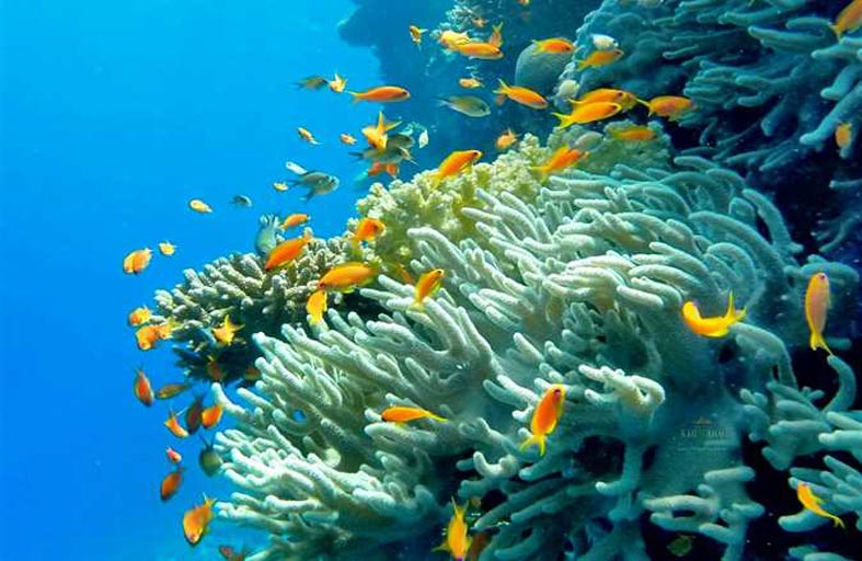 دراسة جديدة تظهر العلاقة بين انخفاض مستوى التنوع البيولوجي لأسماك الشعاب المرجانية وارتفاع درجات الحرارة   