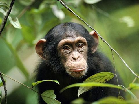 الشمبانزي تتحدى بدون تحفيز